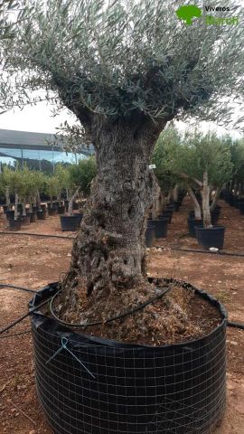 OLEA EUROPAEA-BONSAI-ALTO 270/350 HT 100/120 TR