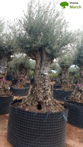OLEA EUROPAEA-BONSAI-ALTO 270/350 HT 100/120 TR