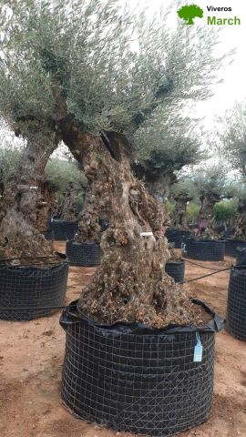 OLEA EUROPAEA-BONSAI-ALTO 270/350 HT 100/120 TR