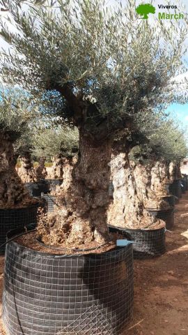 OLEA EUROPAEA-BONSAI-ALTO 270/350 HT 100/120 TR