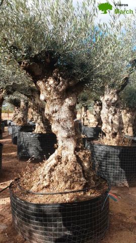 OLEA EUROPAEA-BONSAI-ALTO 270/350 HT 100/120 TR