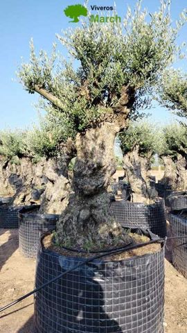 OLEA EUROPAEA-BONSAI-ALTO 270/350 HT 100/120 TR