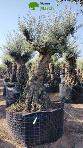 OLEA EUROPAEA-BONSAI-ALTO 270/350 HT 100/120 TR