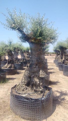 OLEA EUROPAEA-BONSAI-ALTO 270/350 HT 100/120 TR