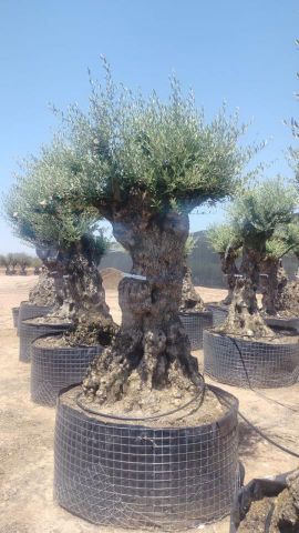 OLEA EUROPAEA-BONSAI-ALTO 270/350 HT 100/120 TR