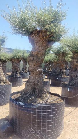OLEA EUROPAEA-BONSAI-ALTO 270/350 HT 100/120 TR