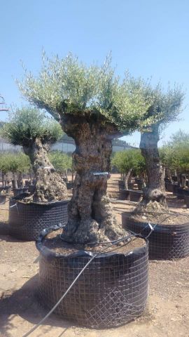OLEA EUROPAEA-BONSAI-ALTO 270/350 HT 100/120 TR