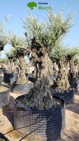 OLEA EUROPAEA-BONSAI-ALTO 270/350 HT 100/120 TR
