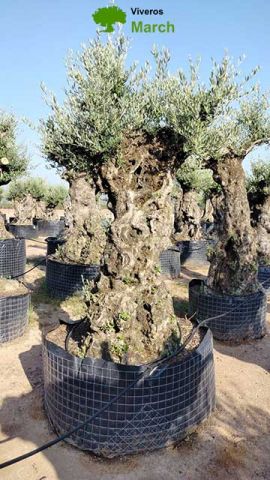 OLEA EUROPAEA-BONSAI-ALTO 270/350 HT 100/120 TR