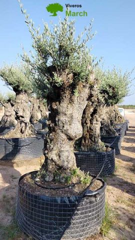 OLEA EUROPAEA-BONSAI-ALTO 270/350 HT 100/120 TR