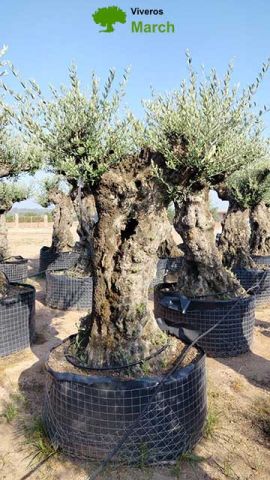 OLEA EUROPAEA-BONSAI-ALTO 270/350 HT 100/120 TR