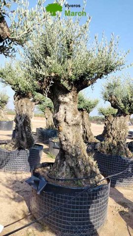 OLEA EUROPAEA-BONSAI-ALTO 270/350 HT 100/120 TR