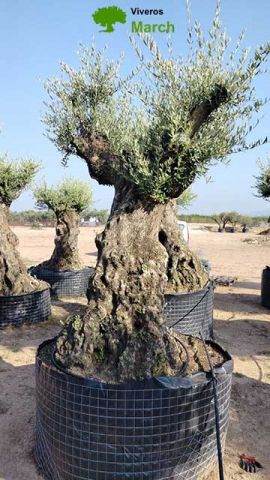 OLEA EUROPAEA-BONSAI-ALTO 270/350 HT 100/120 TR