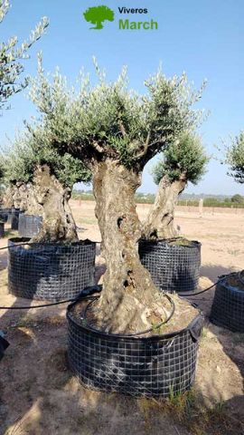 OLEA EUROPAEA-BONSAI-ALTO 270/350 HT 100/120 TR