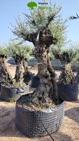OLEA EUROPAEA-BONSAI-ALTO 270/350 HT 100/120 TR