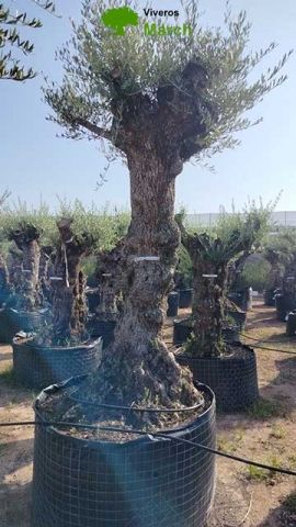 OLEA EUROPAEA-BONSAI-ALTO 270/350 HT 100/120 TR