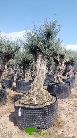 OLEA EUROPAEA-BONSAI-ALTO 270/350 HT 100/120 TR