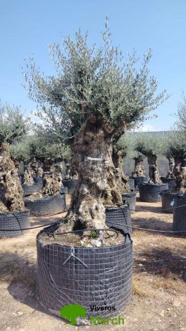 OLEA EUROPAEA-BONSAI-ALTO 270/350 HT 100/120 TR
