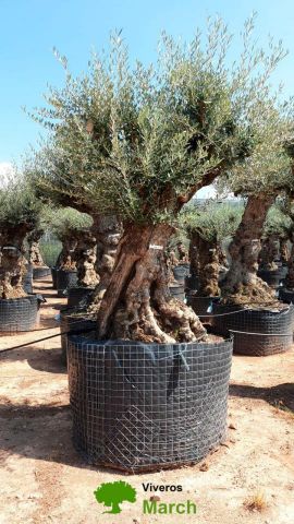 OLEA EUROPAEA-BONSAI-ALTO 270/350 HT 100/120 TR