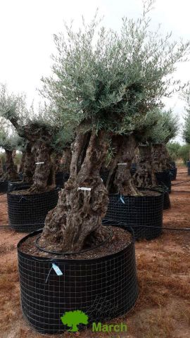 OLEA EUROPAEA-BONSAI-ALTO 270/350 HT 100/120 TR