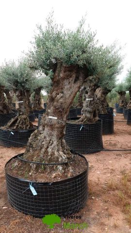 OLEA EUROPAEA-BONSAI-ALTO 270/350 HT 100/120 TR