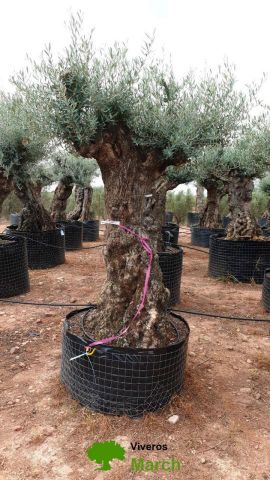 OLEA EUROPAEA-BONSAI-ALTO 270/350 HT 100/120 TR
