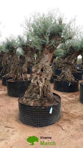 OLEA EUROPAEA-BONSAI-ALTO 270/350 HT 100/120 TR