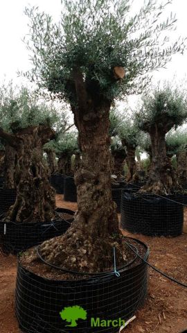 OLEA EUROPAEA-BONSAI-ALTO 270/350 HT 100/120 TR