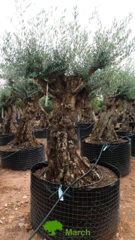 OLEA EUROPAEA-BONSAI-ALTO 270/350 HT 100/120 TR