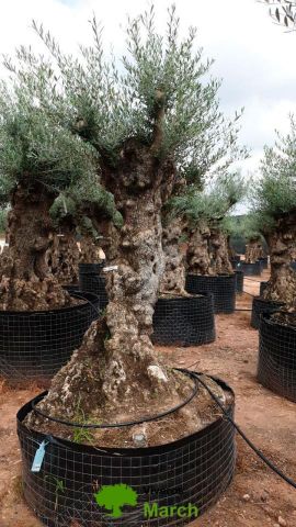 OLEA EUROPAEA-BONSAI-ALTO 270/350 HT 100/120 TR