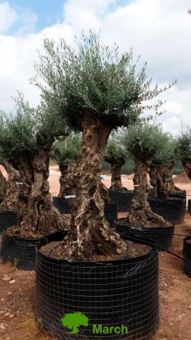 OLEA EUROPAEA-BONSAI-ALTO 270/350 HT 100/120 TR