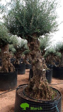 OLEA EUROPAEA-BONSAI-ALTO 270/350 HT 100/120 TR