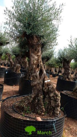 OLEA EUROPAEA-BONSAI-ALTO 270/350 HT 100/120 TR
