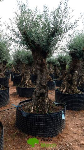 OLEA EUROPAEA-BONSAI-ALTO 270/350 HT 100/120 TR