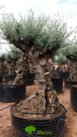 OLEA EUROPAEA-BONSAI-ALTO 270/350 HT 100/120 TR