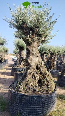OLEA EUROPAEA-BONSAI-ALTO 270/350 120/140 TR