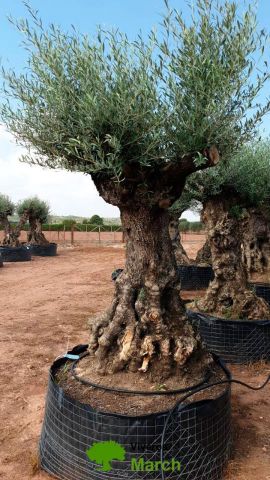 OLEA EUROPAEA-BONSAI-ALTO 270/350 120/140 TR