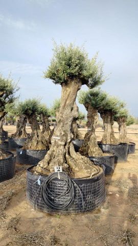 OLEA EUROPAEA-BONSAI-ALTO 270/350 120/140 TR