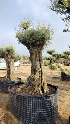 OLEA EUROPAEA-BONSAI-ALTO 270/350 120/140 TR