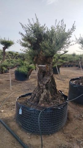 OLEA EUROPAEA-BONSAI-ALTO 270/350 120/140 TR