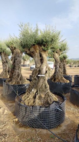 OLEA EUROPAEA-BONSAI-ALTO 270/350 120/140 TR