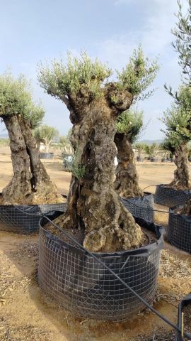 OLEA EUROPAEA-BONSAI-ALTO 270/350 120/140 TR