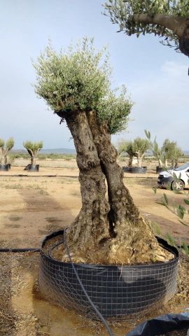 OLEA EUROPAEA-BONSAI-ALTO 270/350 120/140 TR