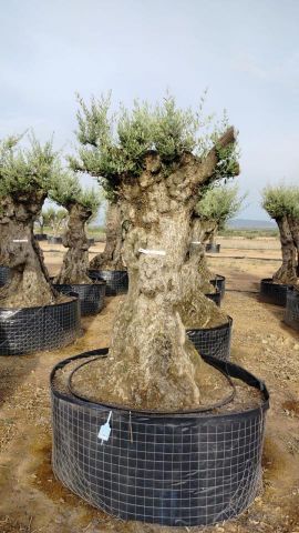OLEA EUROPAEA-BONSAI-ALTO 270/350 120/140 TR