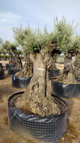 OLEA EUROPAEA-BONSAI-ALTO 270/350 120/140 TR