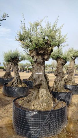 OLEA EUROPAEA-BONSAI-ALTO 270/350 120/140 TR