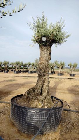 OLEA EUROPAEA-BONSAI-ALTO 270/350 120/140 TR