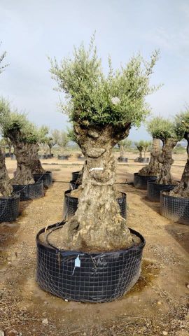 OLEA EUROPAEA-BONSAI-ALTO 270/350 120/140 TR