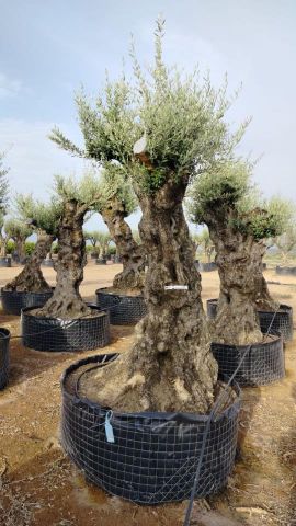 OLEA EUROPAEA-BONSAI-ALTO 270/350 120/140 TR