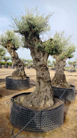 OLEA EUROPAEA-BONSAI-ALTO 270/350 120/140 TR
